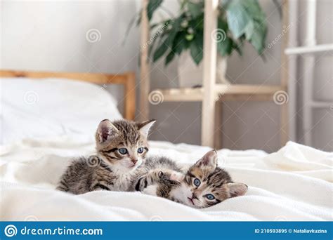 Two Little Striped Playful Kittens Playing Together On Bed At Home
