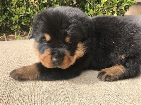 So start your search here and find the perfect puppy for your home. View Ad: Rottweiler Litter of Puppies for Sale near Texas ...