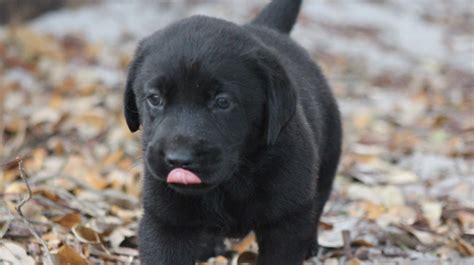 Black Lab Puppies For Sale Miami Springs News And