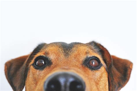 Odchudzanie psa… czyli kiedy czas na dietę? | Blog Fiprex