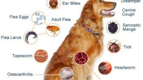 Common Dog Diseases Ponirevo