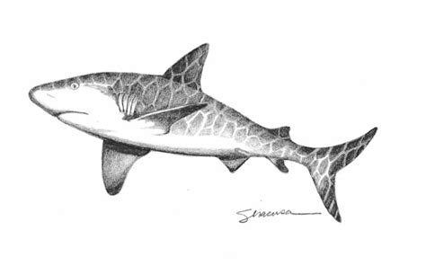 Grey Shark Limited Edition Print Art Juliesiracusa