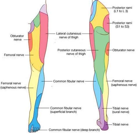 Anatomy Nerves Sensory Distribution Of Hip Thigh And Leg Flashcards Quizlet