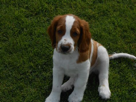 Welsh Springer Spaniel Info, Temperament, Puppies, Pictures