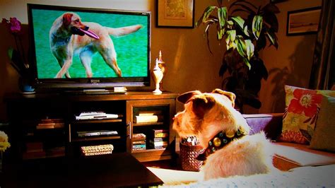 Scientists Say Yes Your Dog Is Watching Tv With You