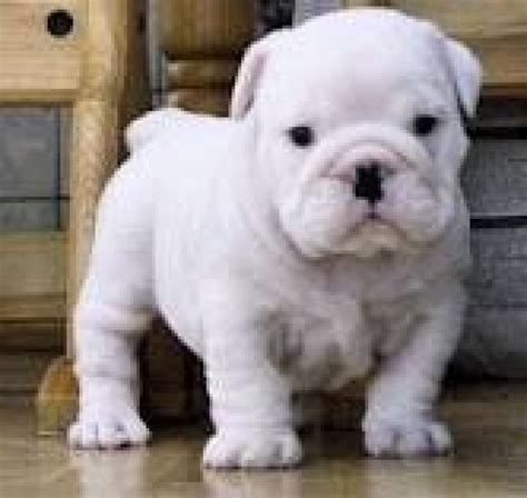 Cute White English Bulldog Puppies Looking For New Home Offer