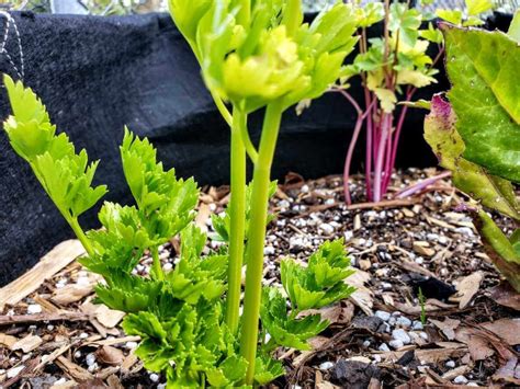 The Basics Of Growing Celery Kellogg Garden Organics
