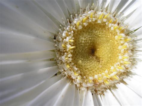 Close Up Photo Of White Petaled Flower Daisy HD Wallpaper Wallpaper