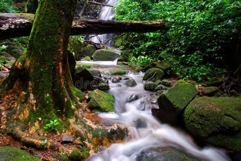 Silky Waterfalls Stock Photo Image Of Open Forest Colors 14180640