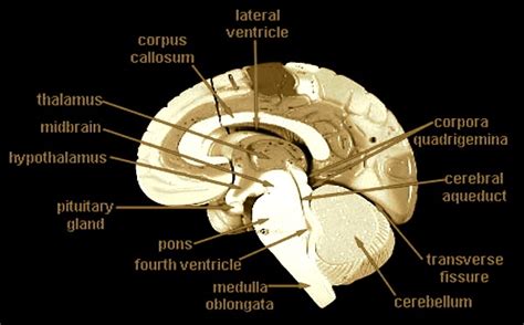 Human Brain Model Cerebrum Frontal Parietal Tempora Occipital Lobes Cerebellum Pons Medulla