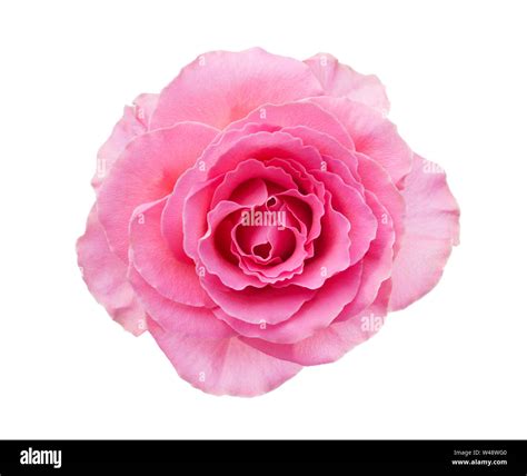 Light Pink Rose Isolated On White Background Stock Photo Alamy