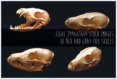 227 Awesome Red Gray Fox Images Grey Fox Fox Skull Fox Images