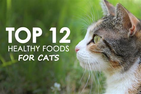 Top 12 Healthy Foods For Cats Allivet Pet Care Blog