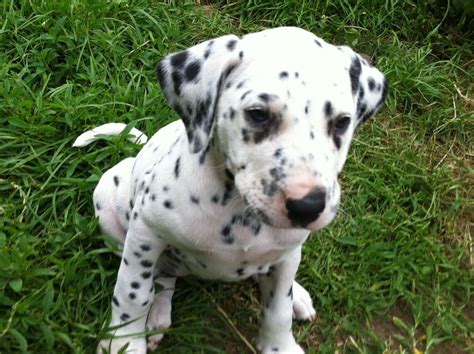 These puppies are eight weeks old, registered and have been to the vet. Dalmatian Puppy For Sale | Louth, Lincolnshire | Pets4Homes