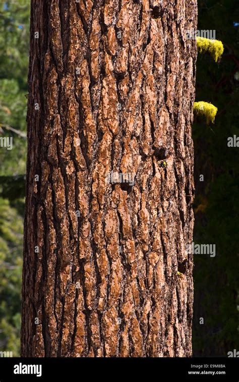 Sugar Pine Pinus Lambertiana Trunk Lassen National Forest