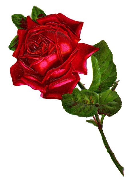 Antique Images Stock Red Rose Digital Clip Art