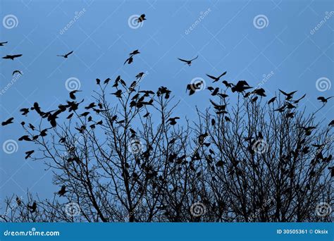 Ravens On The Trees Stock Image Image Of Morning Blue 30505361