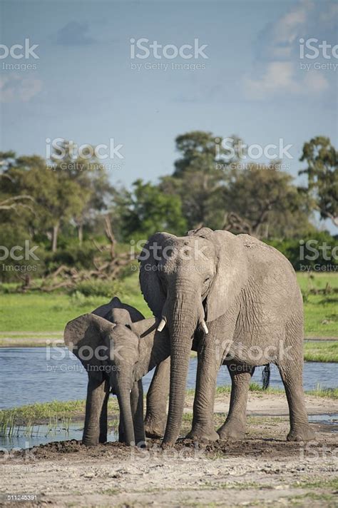 Botswana Game Reserve Hot Sex Picture