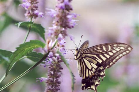 Butterfly On Purple Flower Stock Image Image Of Bloom 229393557