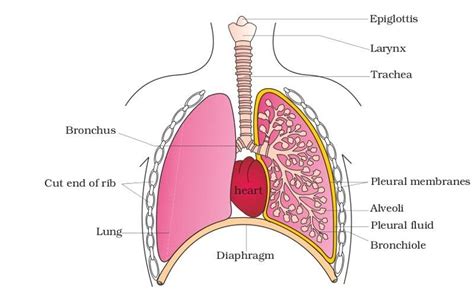 Diagram Diagram Of The Lungs With Labels Mydiagramonline