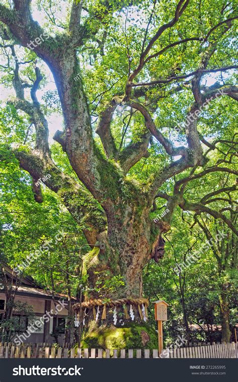 Sacred Tree Atsutajingu Shrine Stock Photo 272265995 Shutterstock