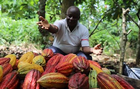 Ya Iniciar La Ruta Del Cacao