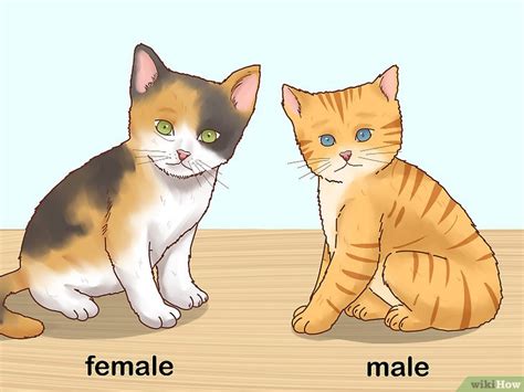 Cómo determinar el sexo de un gatito 9 Pasos