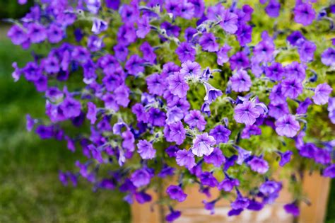 How To Grow And Care For Mexican Petunias Purple Showers