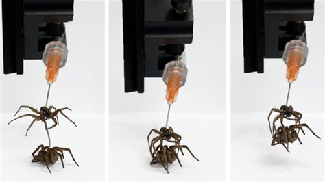necrobotic spiders are still being experimented upon مسبار