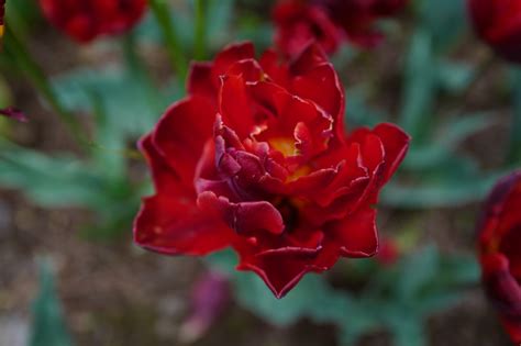 Fondos De Pantalla Japón Rojo Rosa Leica Tokio Jp Flor Tulipán