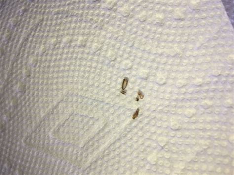 Bed Bug Casings And Bites Bedbugs