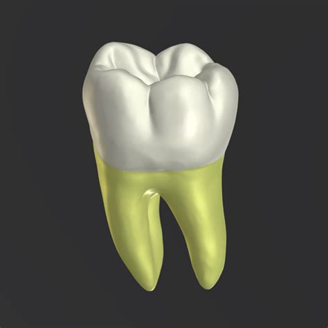 App Insights 3d Tooth Anatomy Apptopia