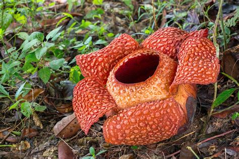 Worlds Largest Flower—rafflesia—recorded In West Sumatra
