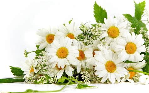 Chamomile Flower Bouquet Wallpapers Wallpaper Cave