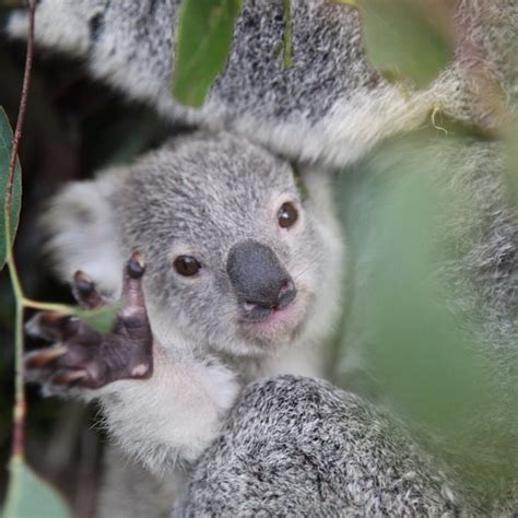 Waving Faultier Koala Tiere