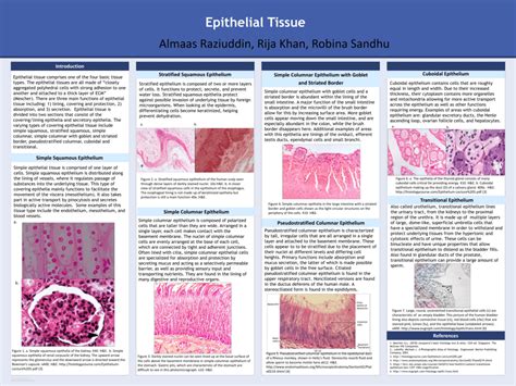 Different Types Of Epithelial Tissue Under Microscope Micropedia