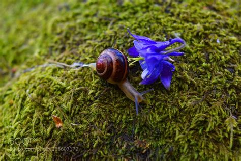 Snail And Flower Snail Flowers Macro Shots