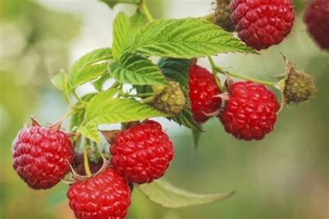 Can You Eat Raspberries When Pregnant Netmums