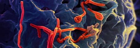 Although the virus was identified for the first time in 1976. Ebola mutated to become even deadlier during recent outbreak