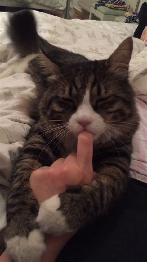 Cat Sucks Owners Finger Before His Nap Time