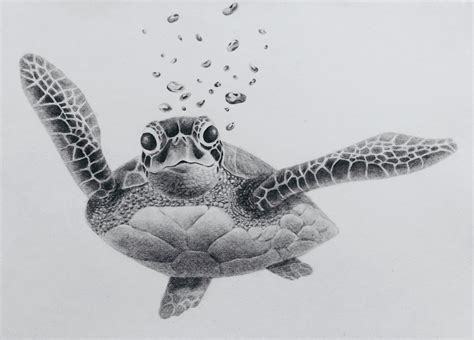 A Black And White Drawing Of A Turtle On A Black Back Vrogue Co