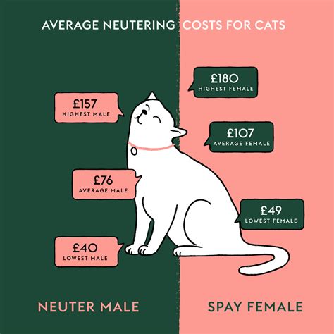 How Much Does It Cost To Neuter A Cat In The Uk Manypets
