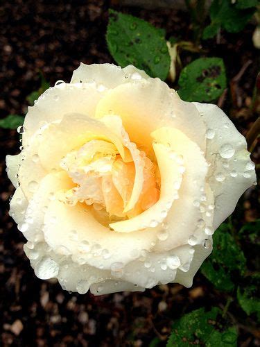 White Flower With Raindrops Unedited 645 Pro With Images White