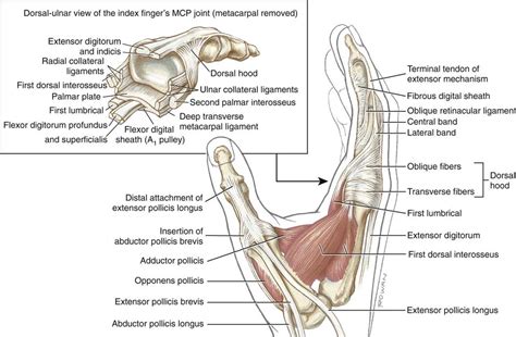 Extensor Tendon Anatomy