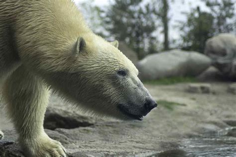 Gondwanas Polar Bear Adventure Listed In The Good Travel