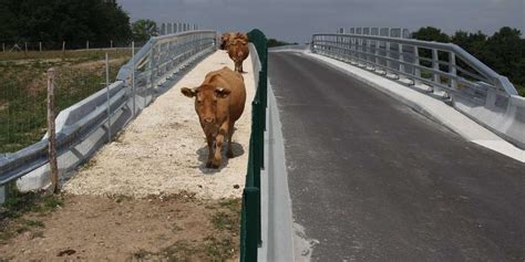 En Charente Maritime Un Pont Pour Vaches Et Voitures Au Dessus De La