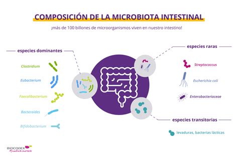 Funciones De La Microbiota Intestinal Gut Microbiota For Health Images