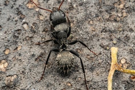 Gold Haired Sugar Ant Camponotus Auropubens · Inaturalist