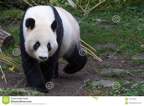 A Female Giant Panda Walks With Her Head Down Stock Image Image Of