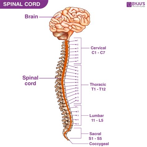 Spinal Cord Anatomy Structure Function And Diagram